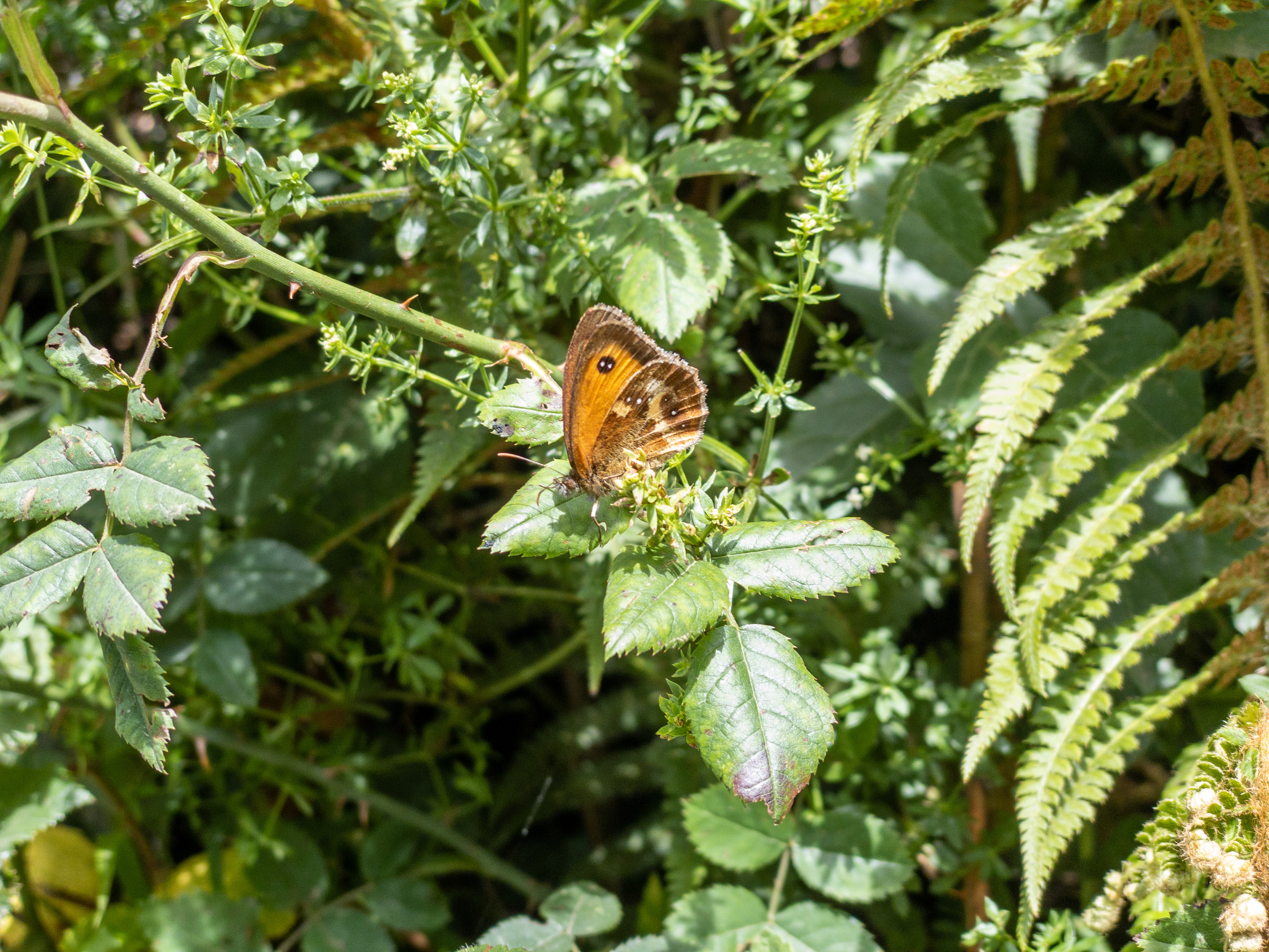 Gatekeeper butterfly