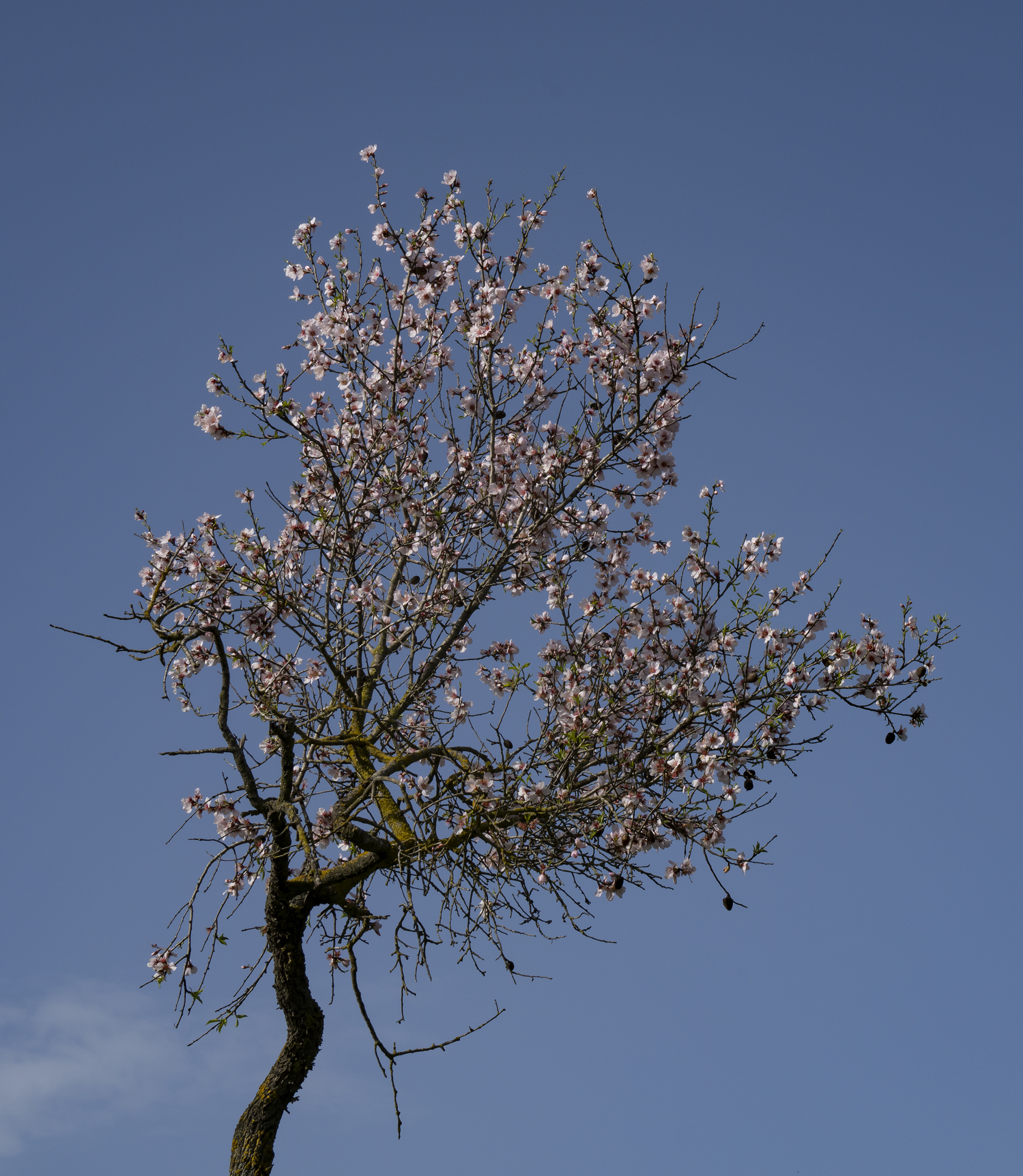 Almond tree in bloom