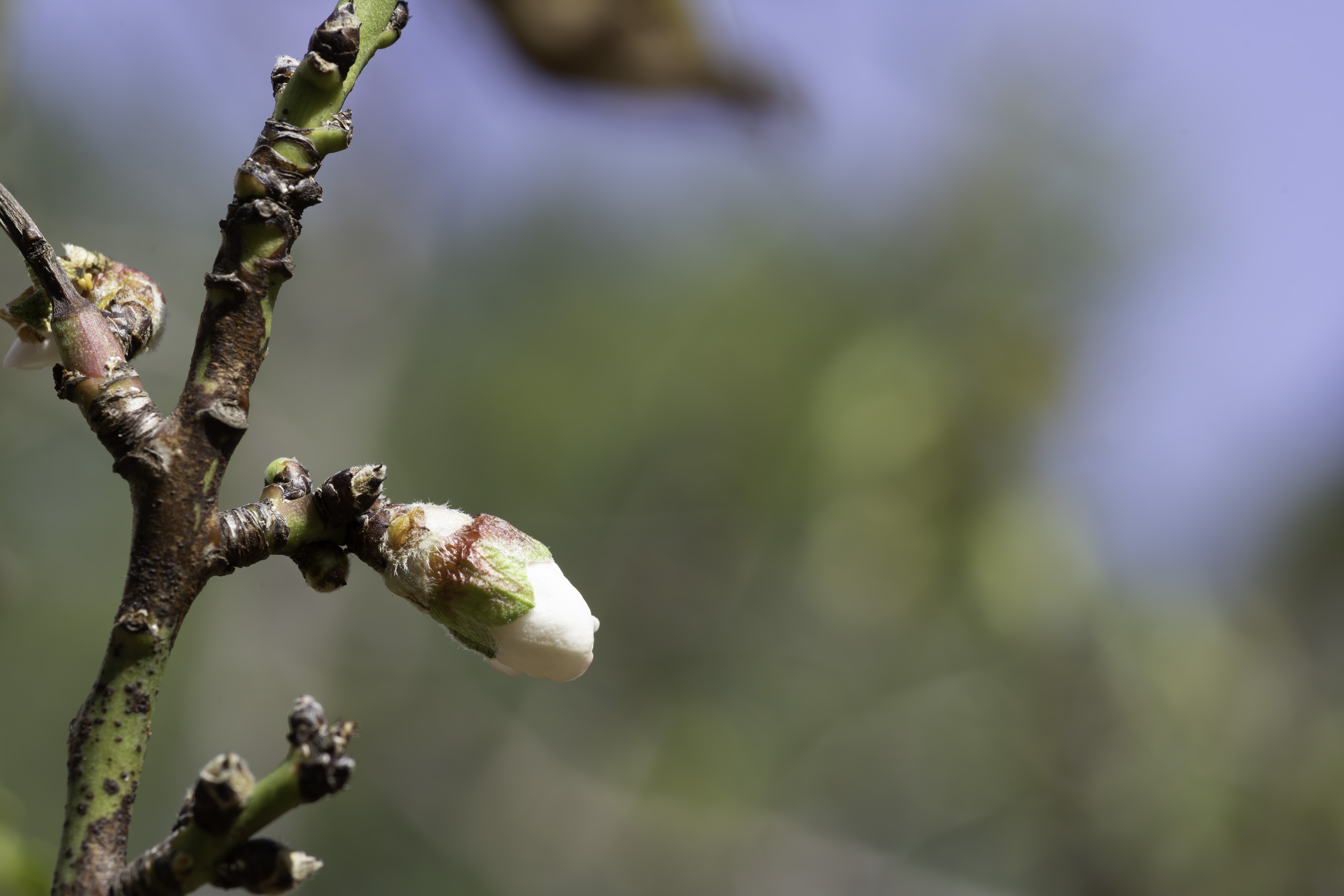 Delicate bud of almond tree