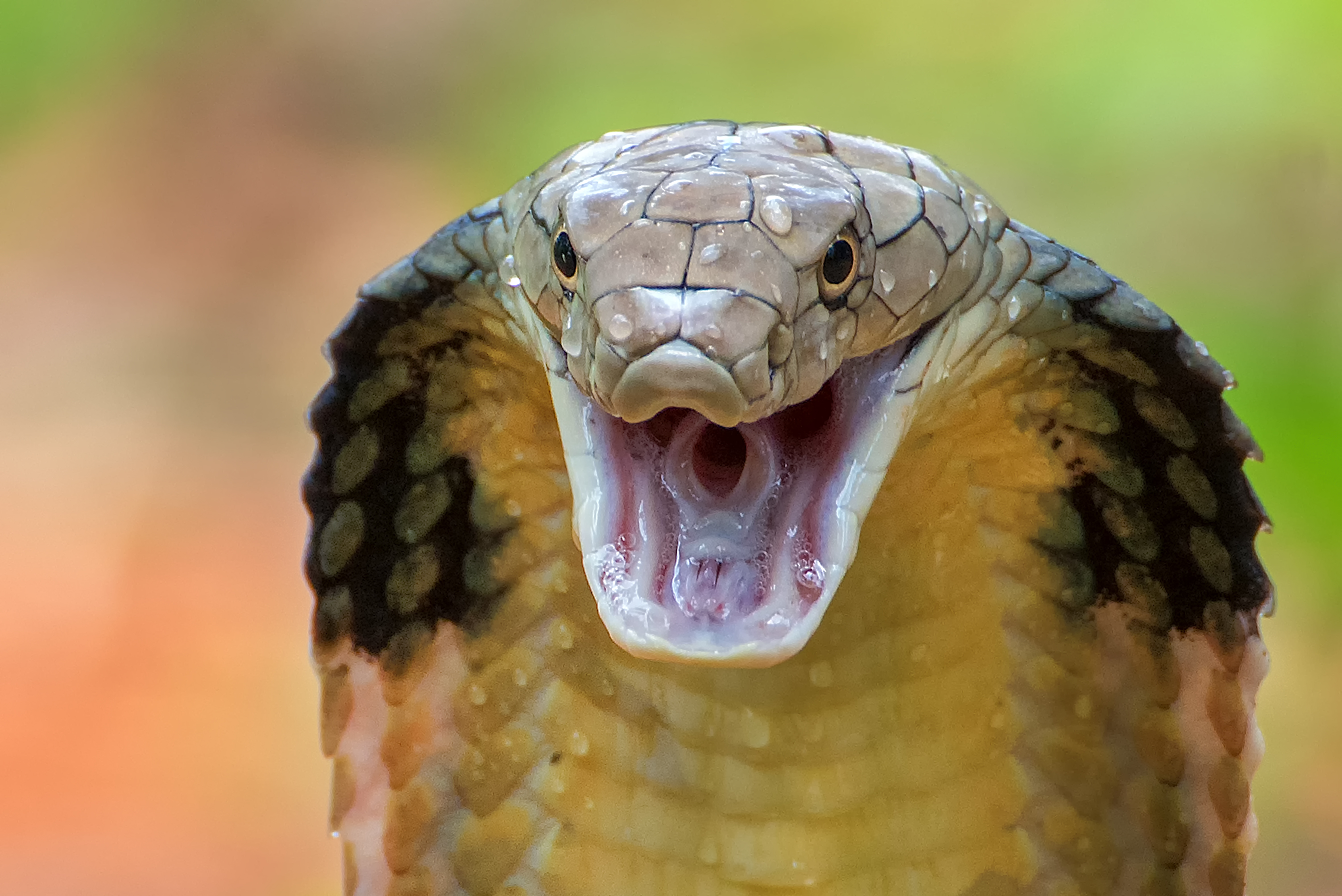 Angry king cobra in attack position