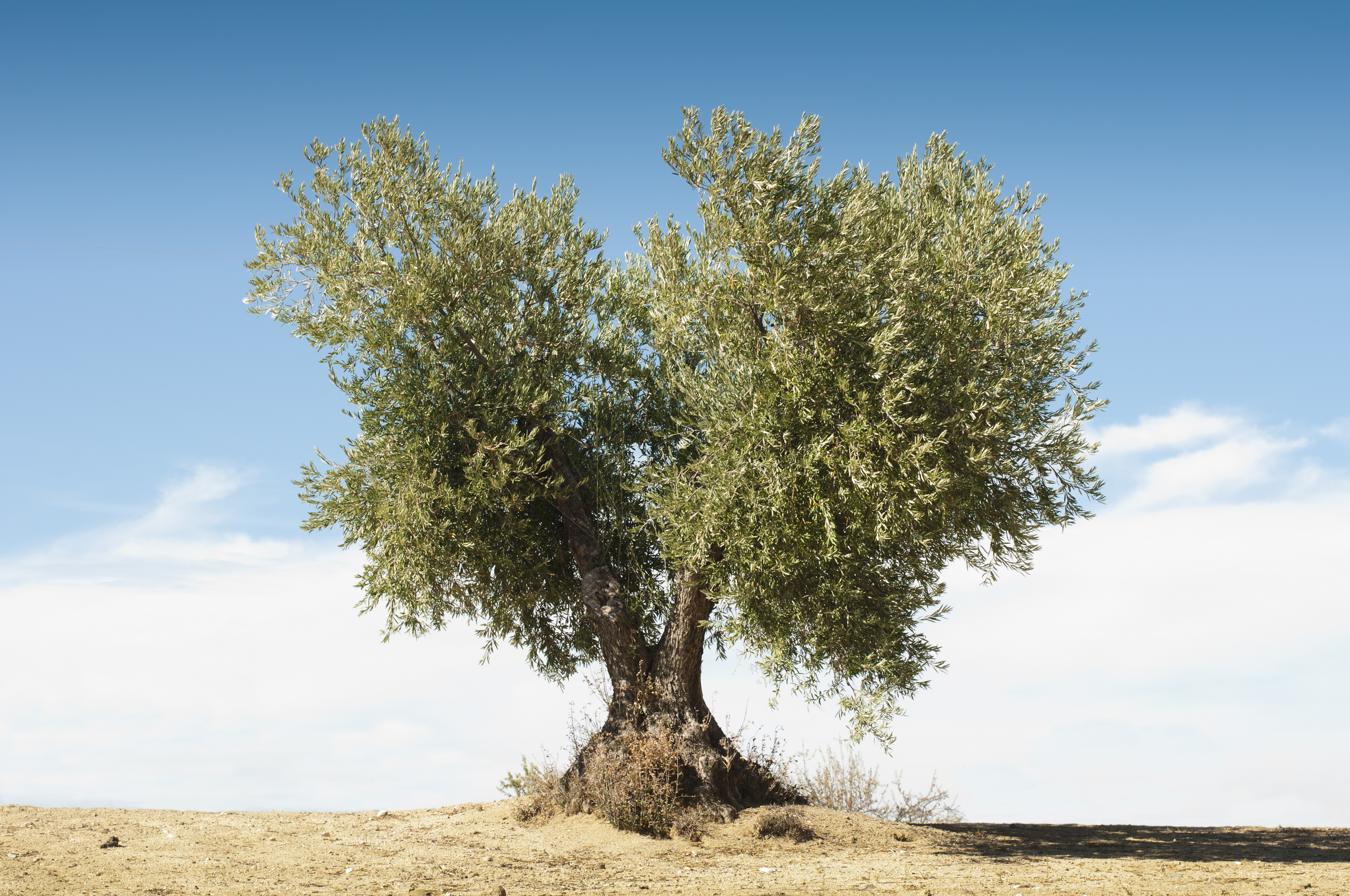 Olive tree