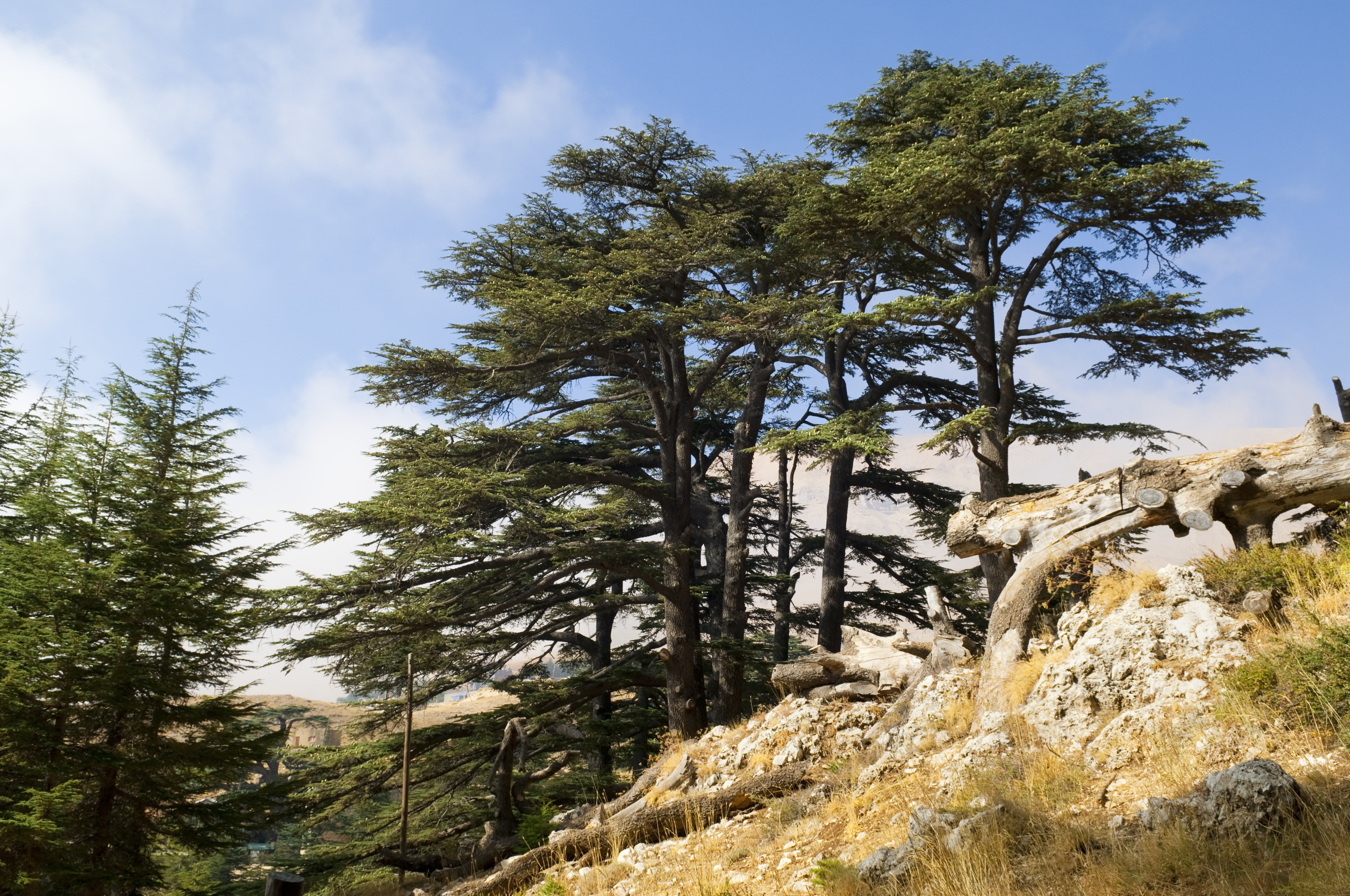 Cedars of Lebanon