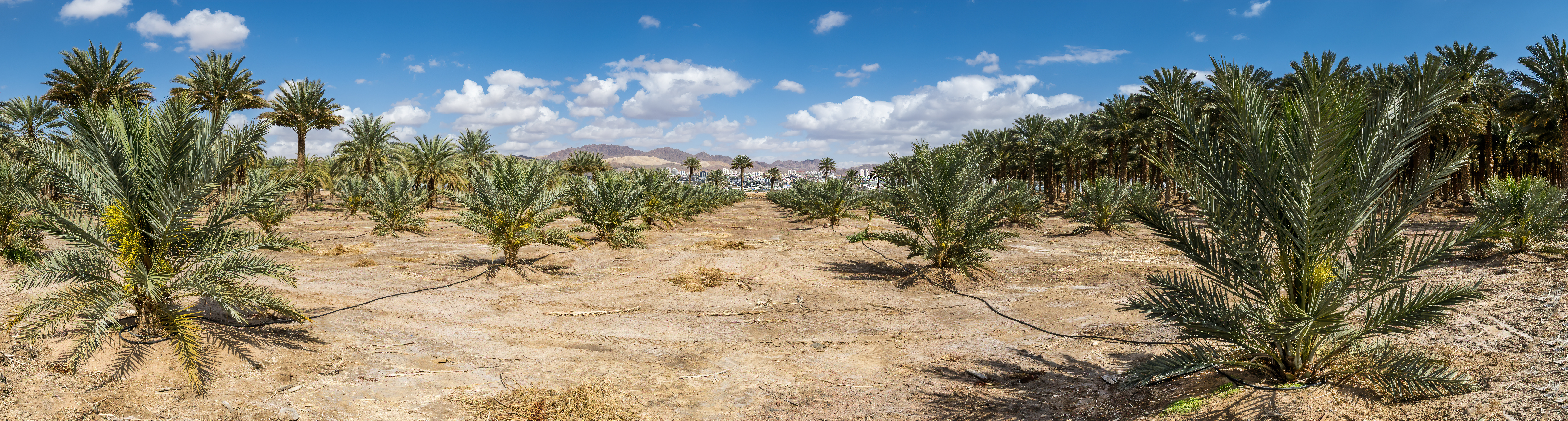 Plantation of date palms