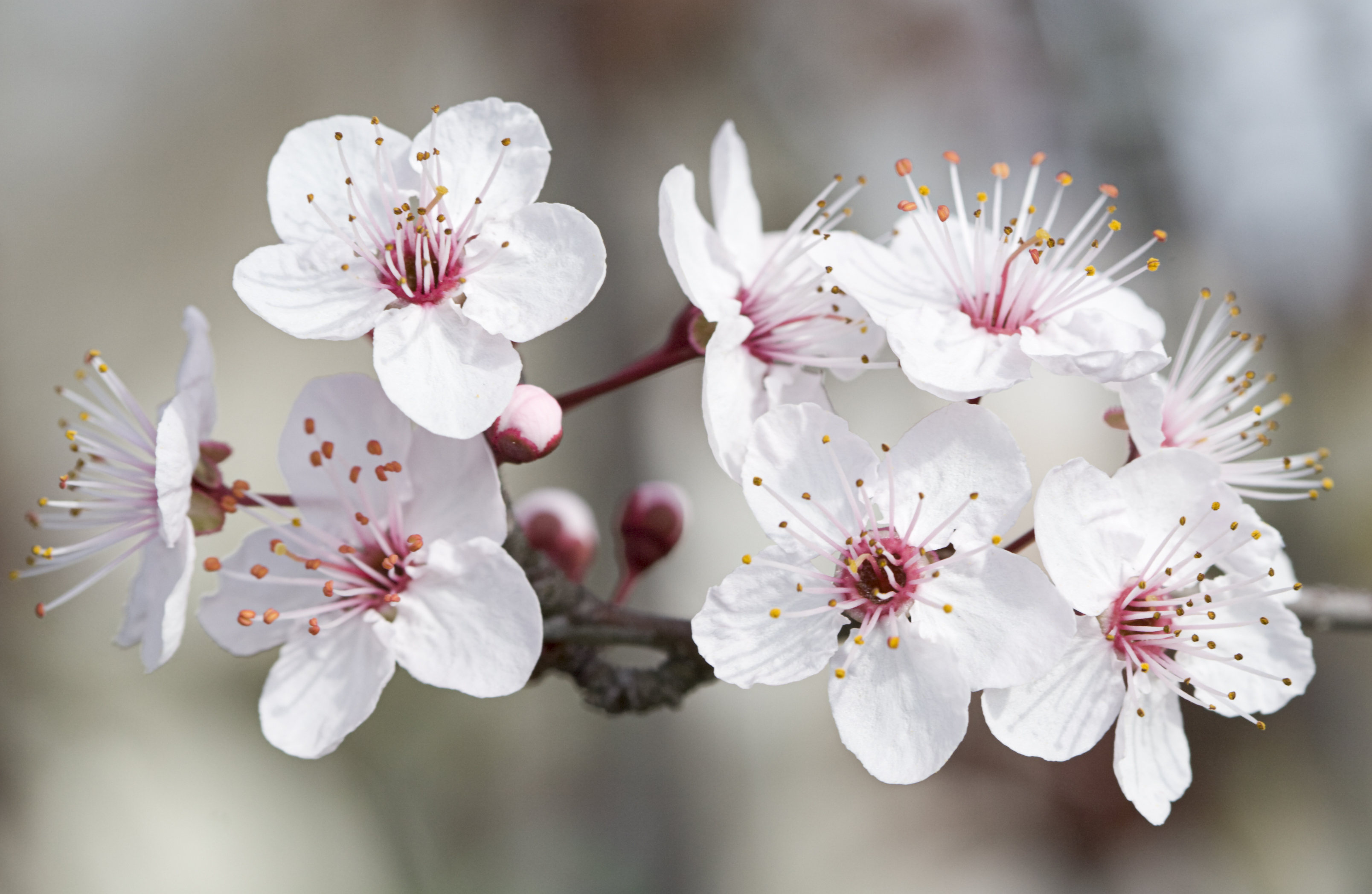 Almond flowers