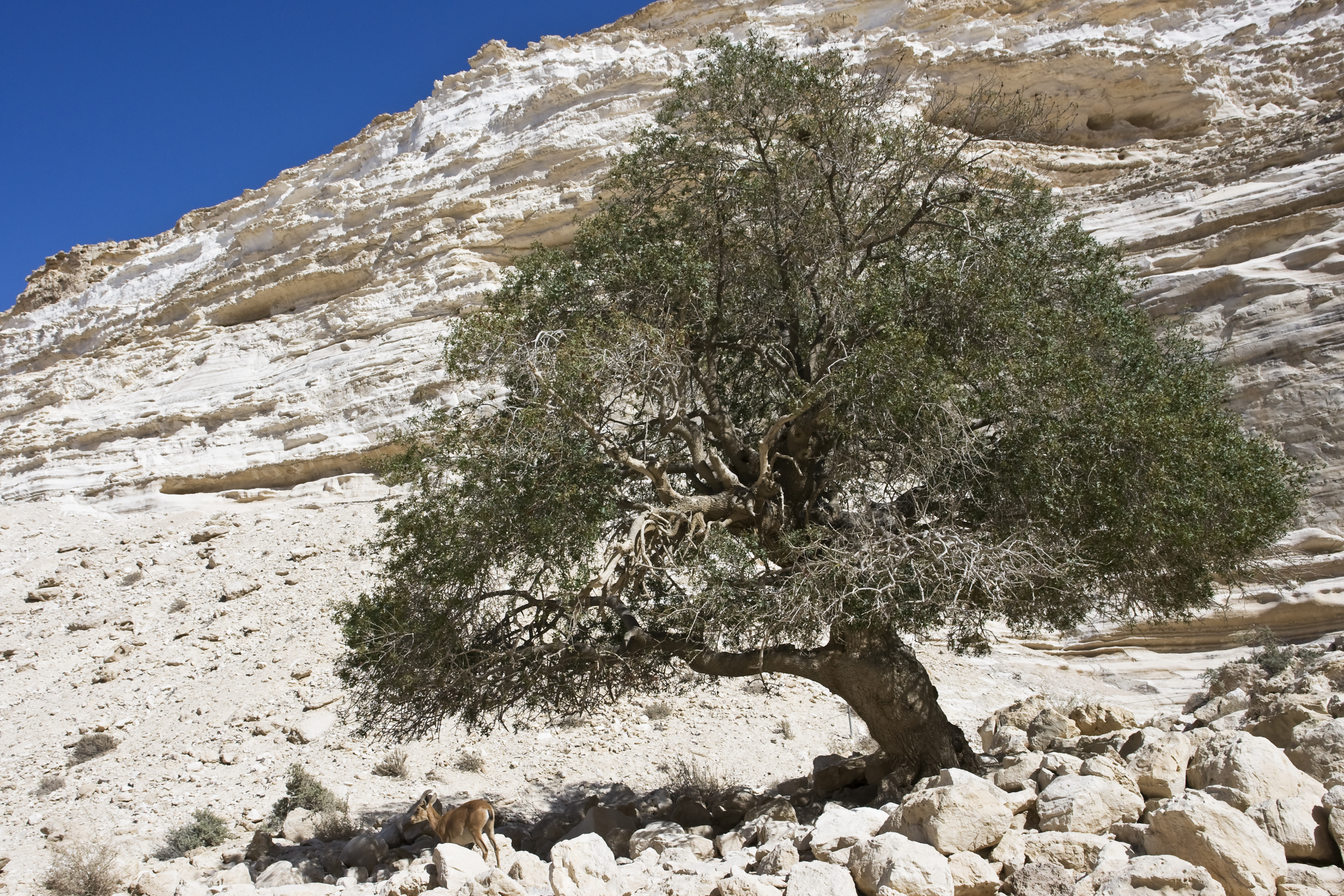 Olive tree and goat in the desert of Negev, Israel.