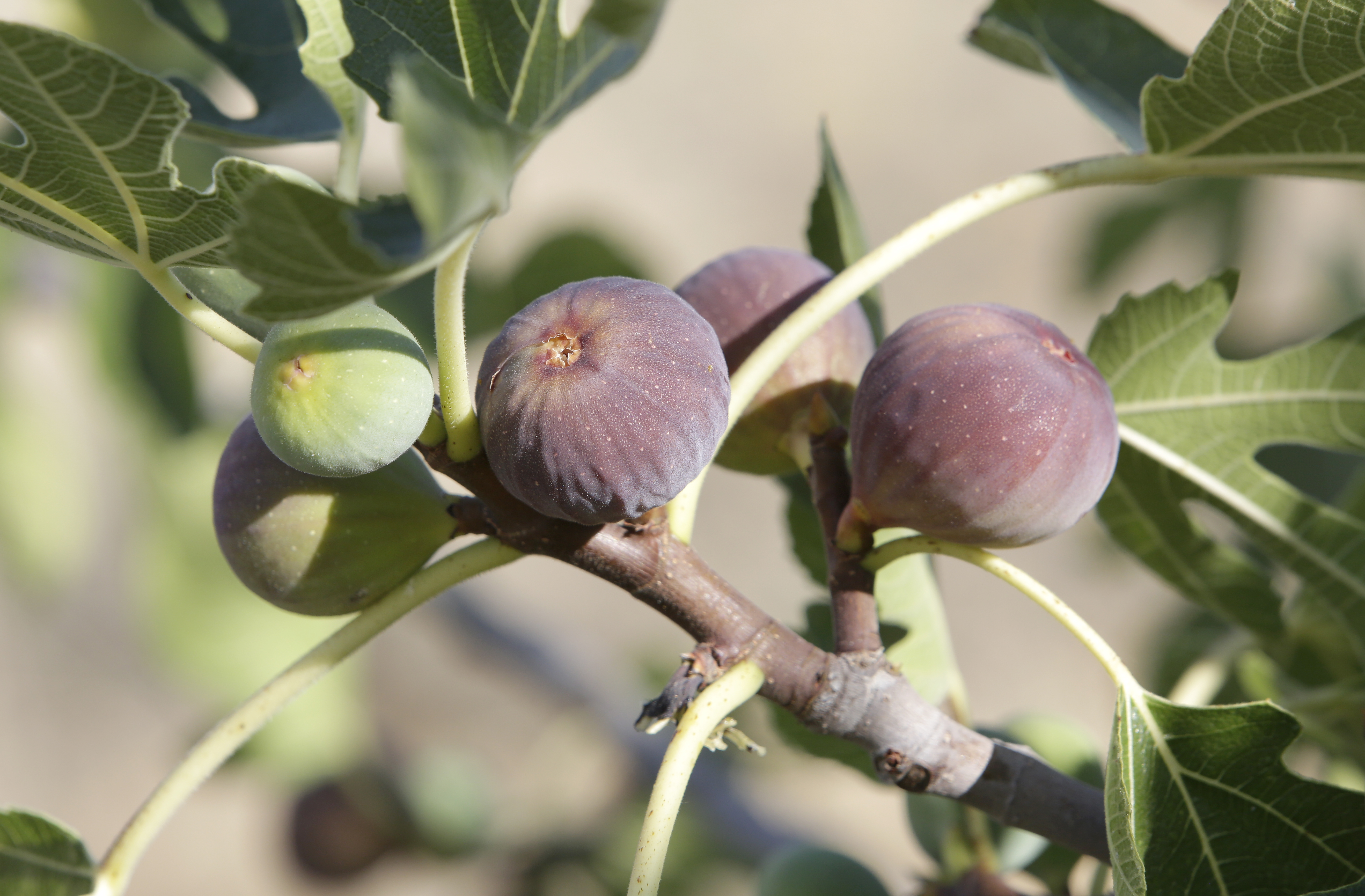 Ripe figs on a tree