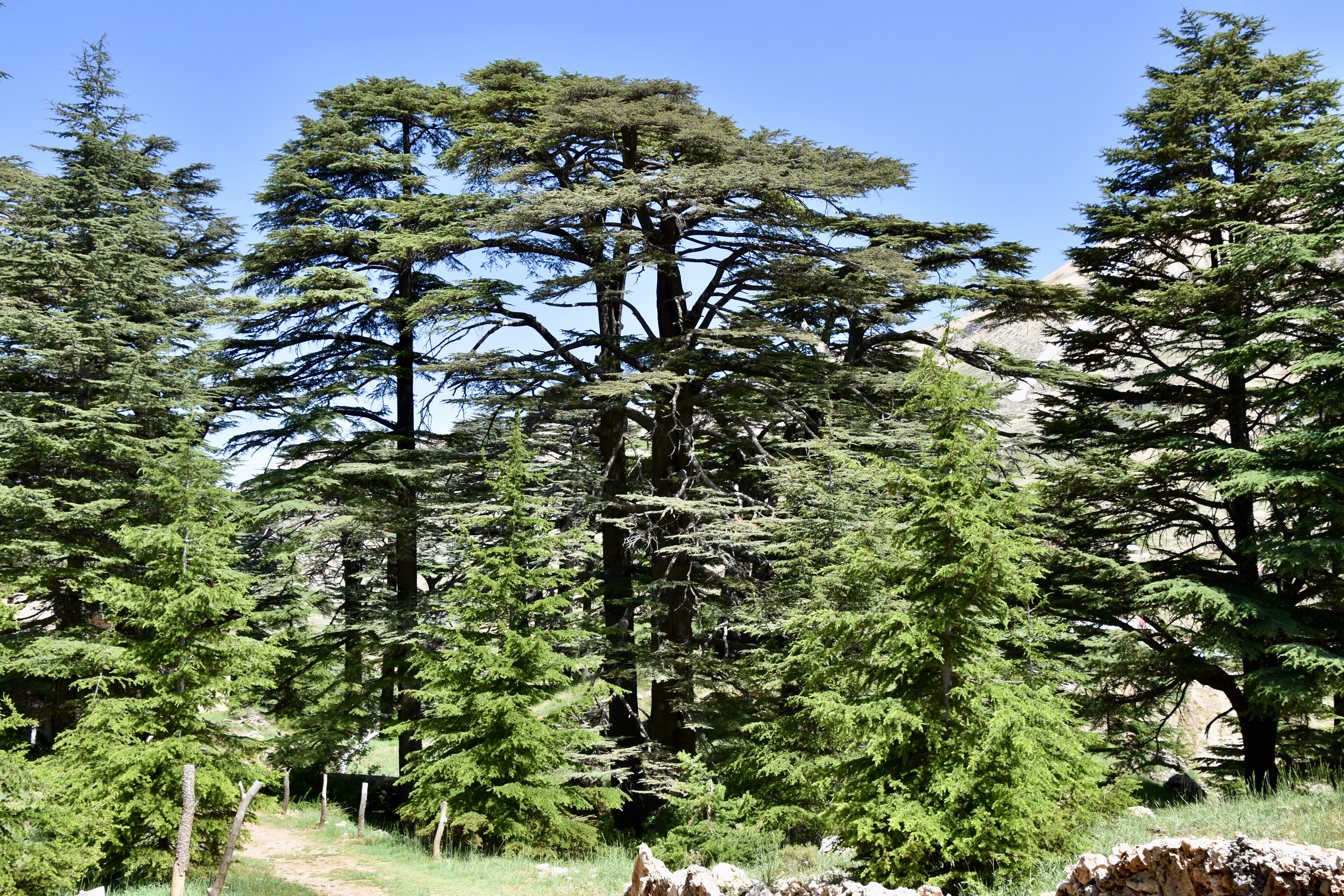 Majestic cedar and pine trees at Cedars of God, Lebanon